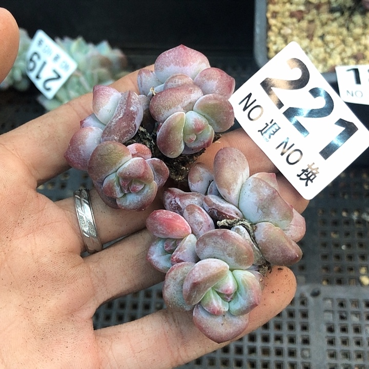 星影石榴籽福利出咯 221