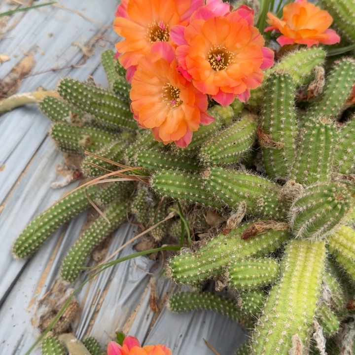 白檀仙人掌386侧芽一个