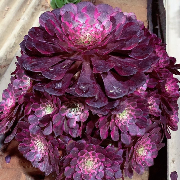 霁月捧花，多肉植物