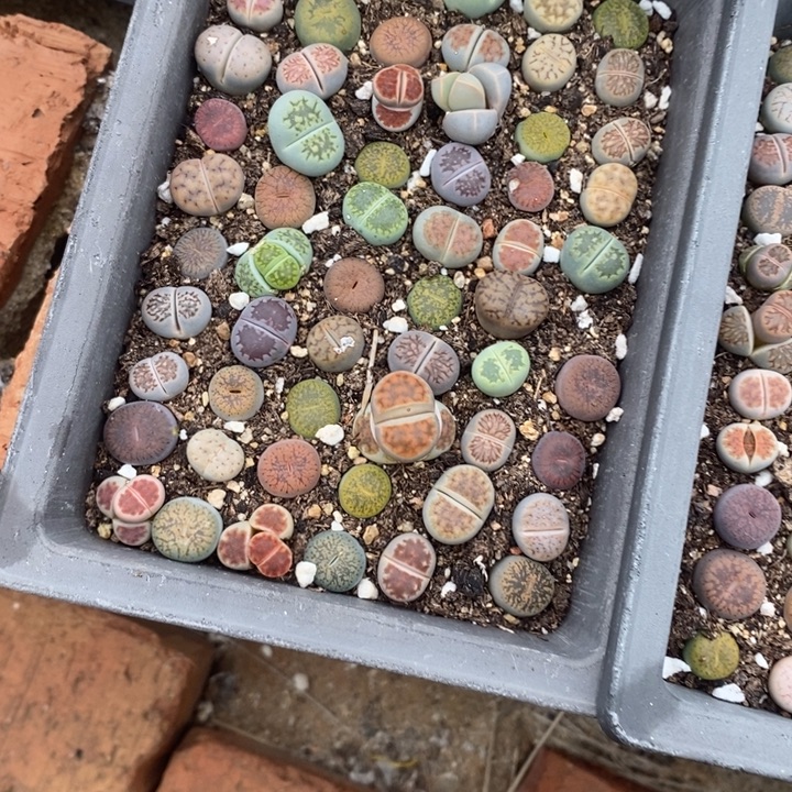 萌***丢生石花等植物的生长510