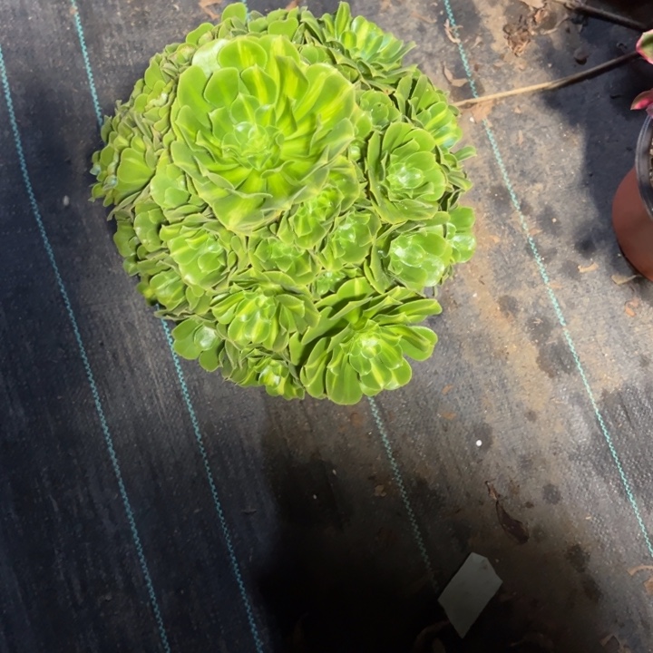 唐***彩翡翠琉璃fl多肉植物花花