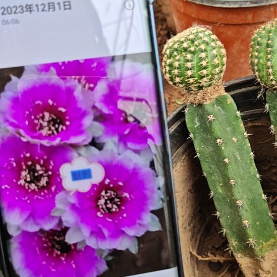 丽花魅影秀普嫁接清