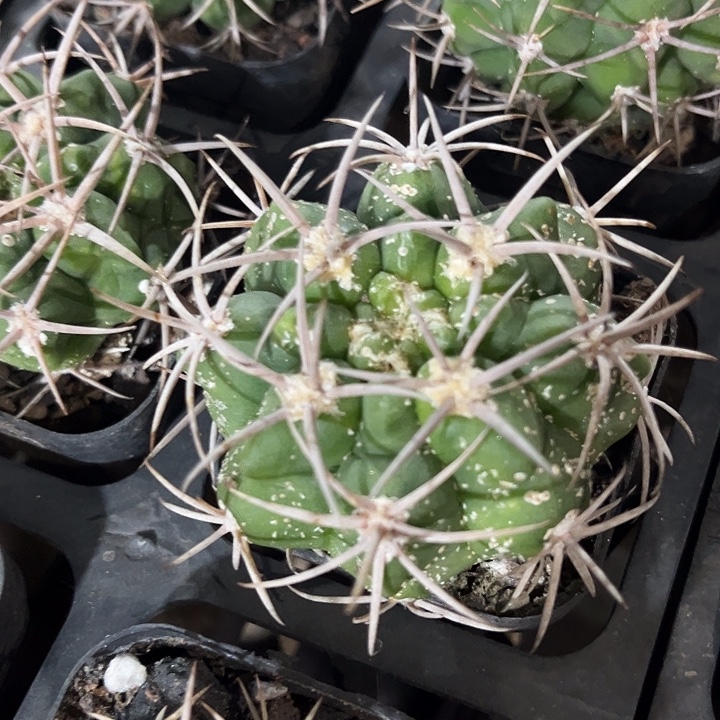 狂刺碧岩玉zzzzzzz