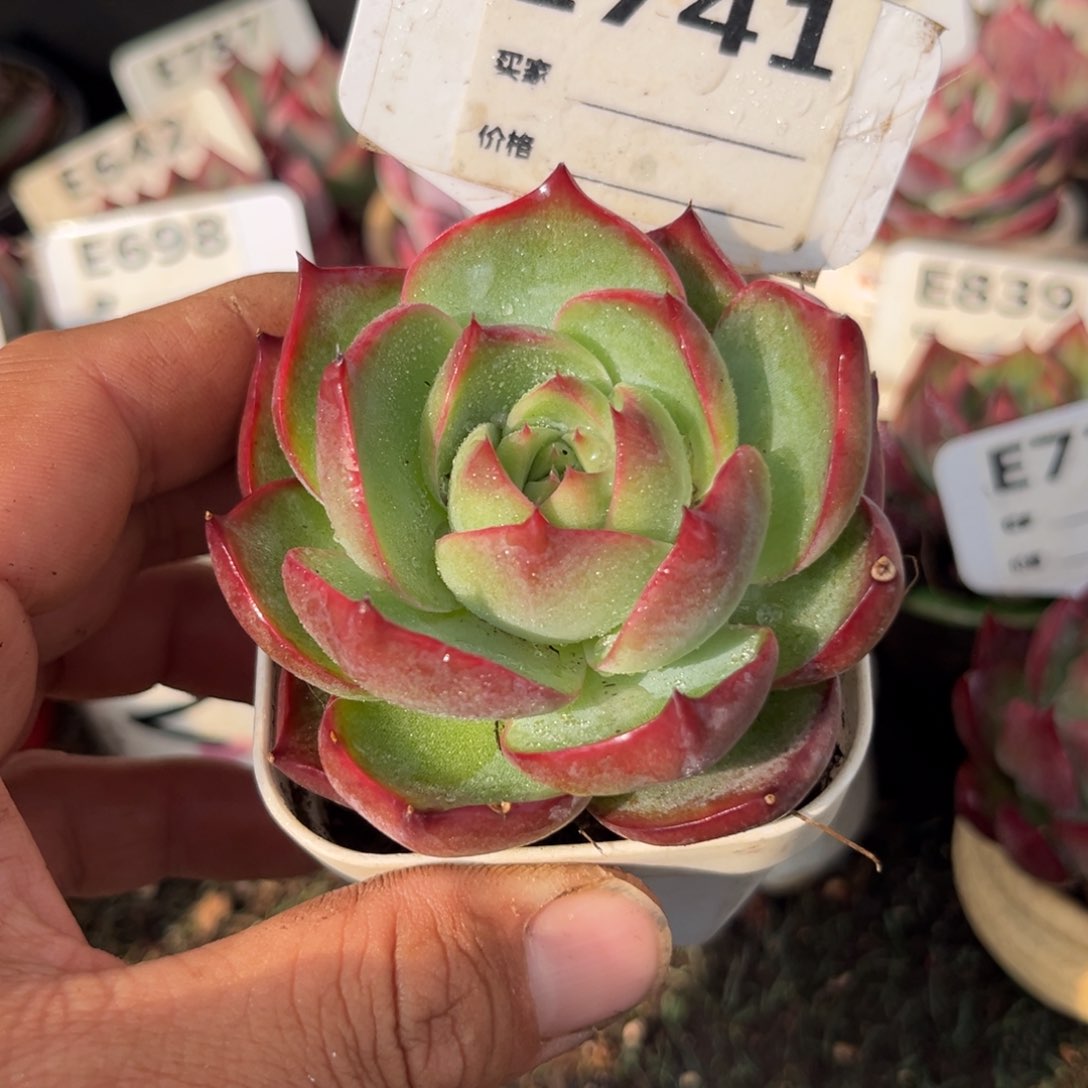 惊鸿一瞥741号多肉