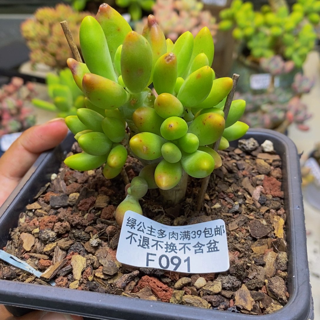 091金蟾芒果奶多肉6cm
