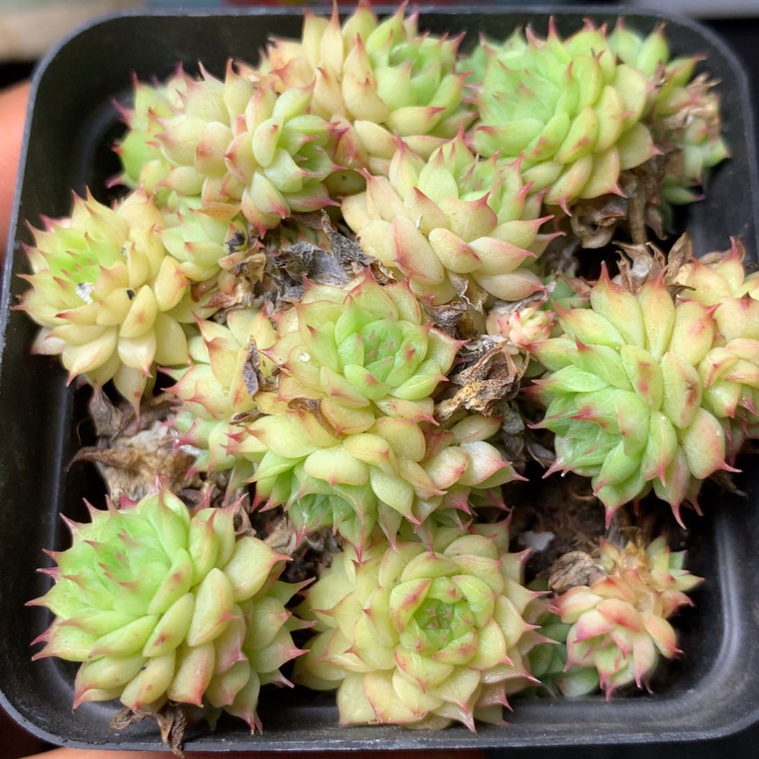 44 精品多肉一物一拍