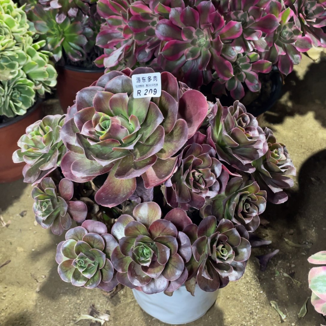 209魅金玫瑰多肉法师断枝不包