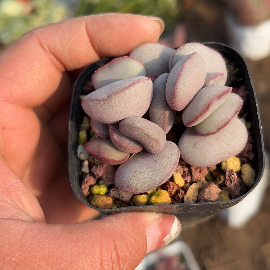 多肉植物红蛋水泡