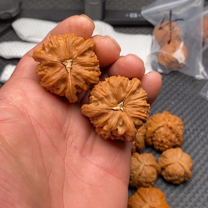 核桃把件一****5拼接白狮子5