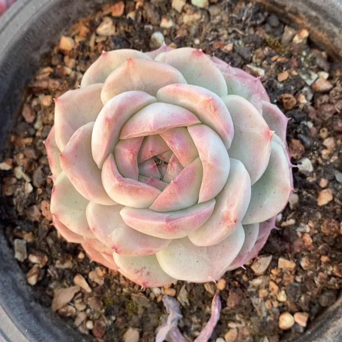 精品多肉一物一拆不包整404