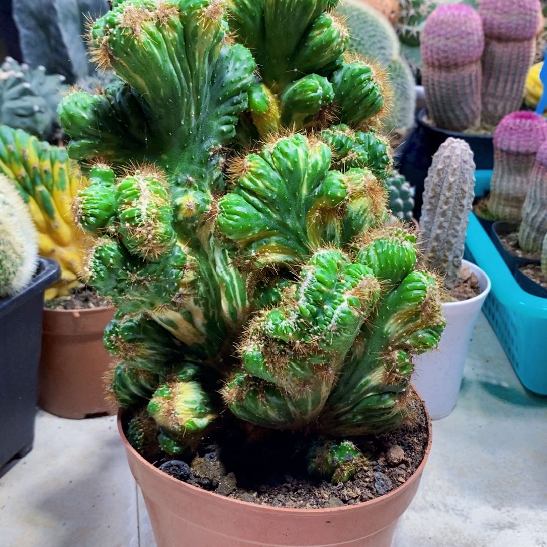 虎头锦三鹰1个1111111