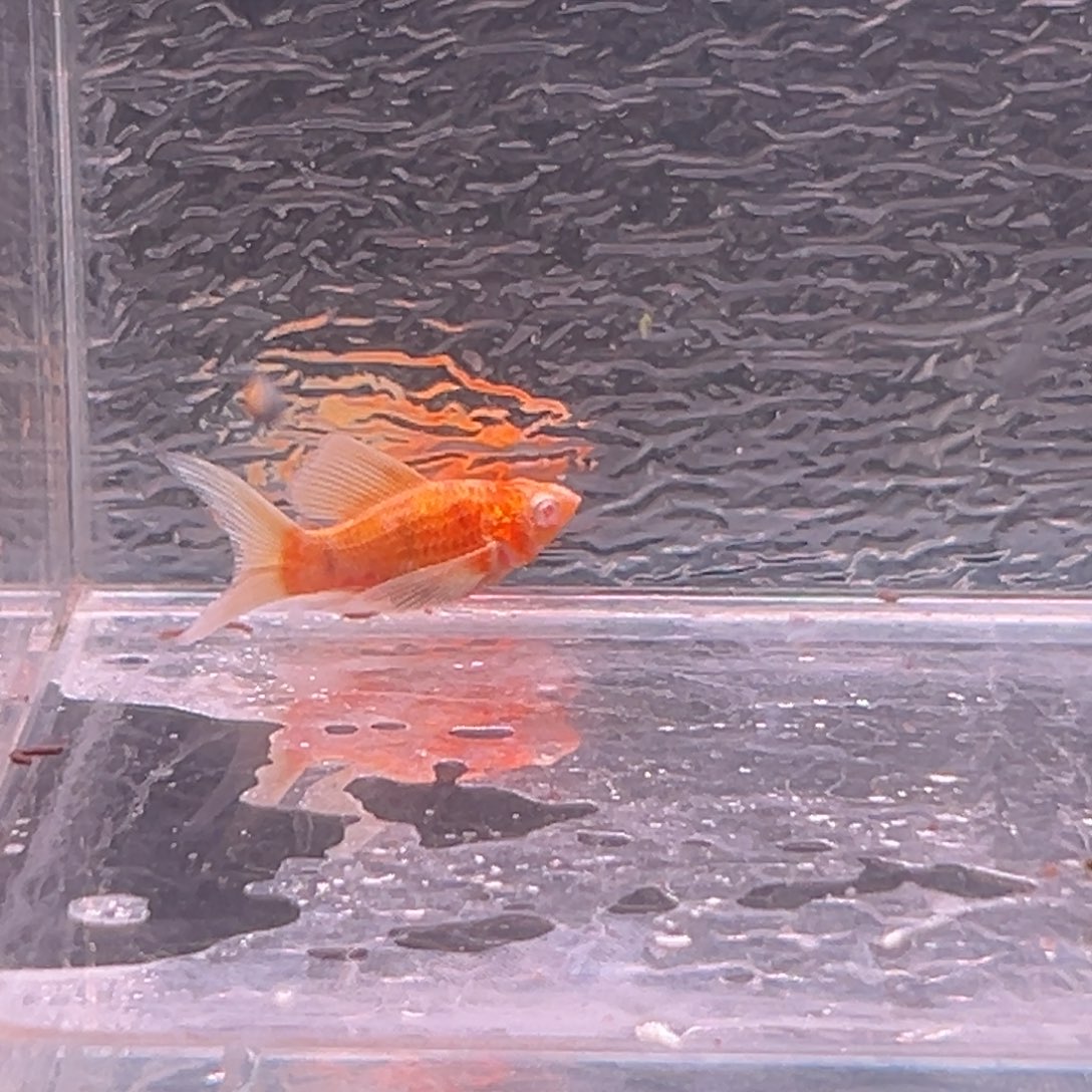 孔雀鱼玛丽鱼一条