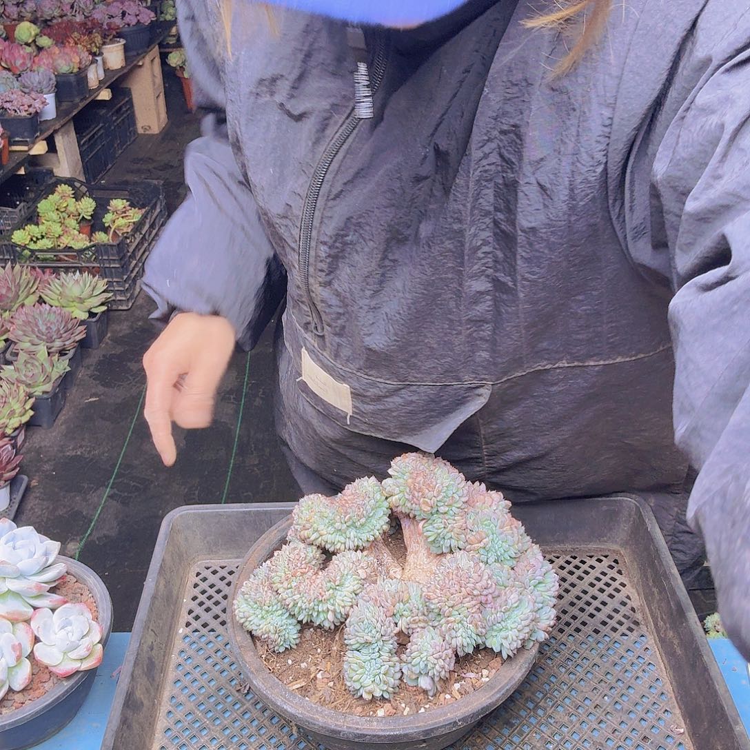 J***514大白胖子缀化一物一拍