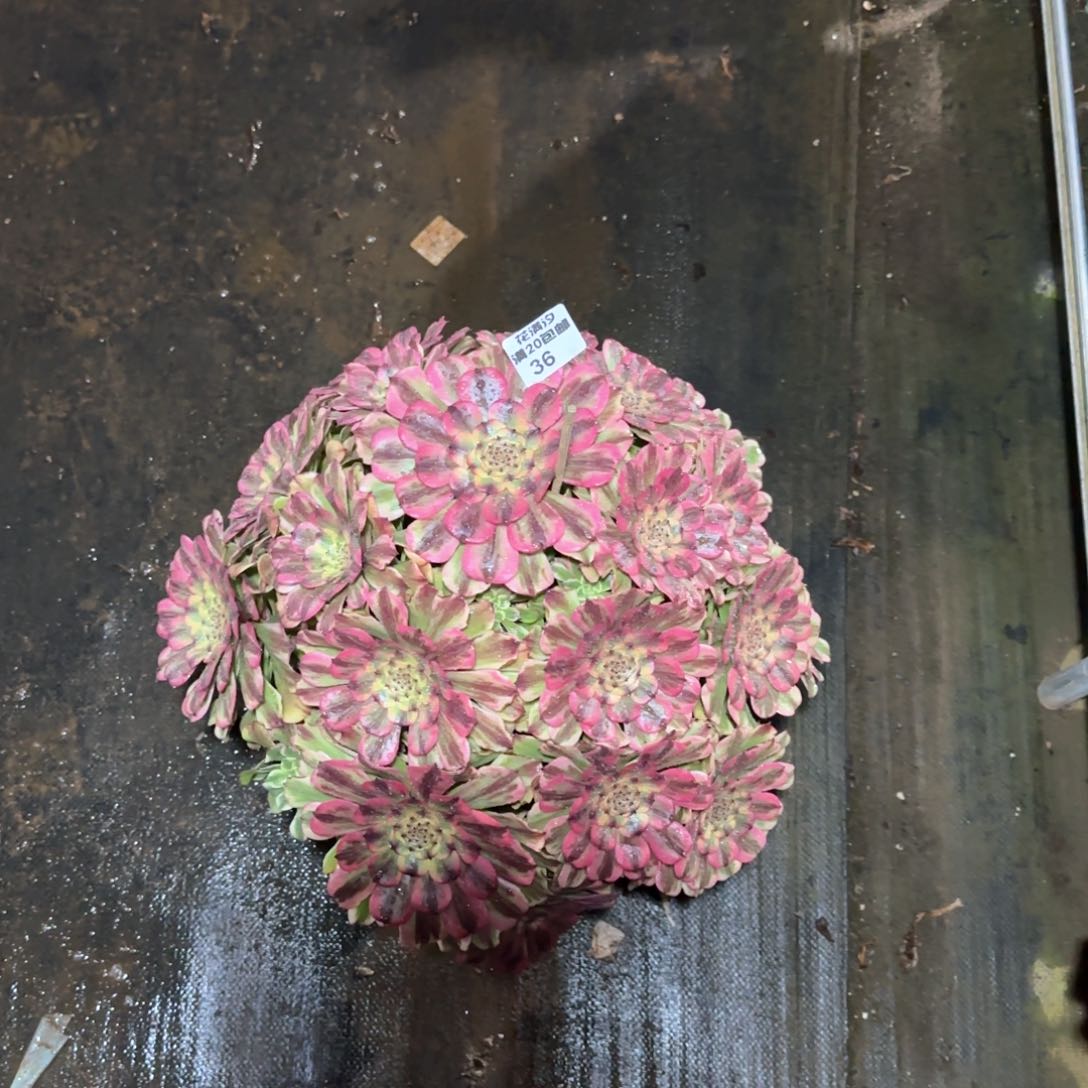 粉体舞天姬多肉植物36