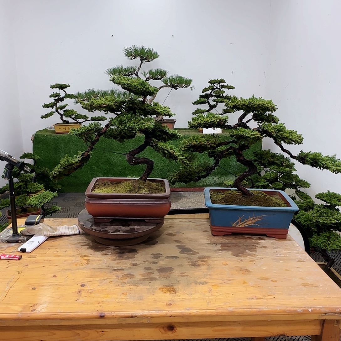 相**晚盆景盆景盆景盆景盆景