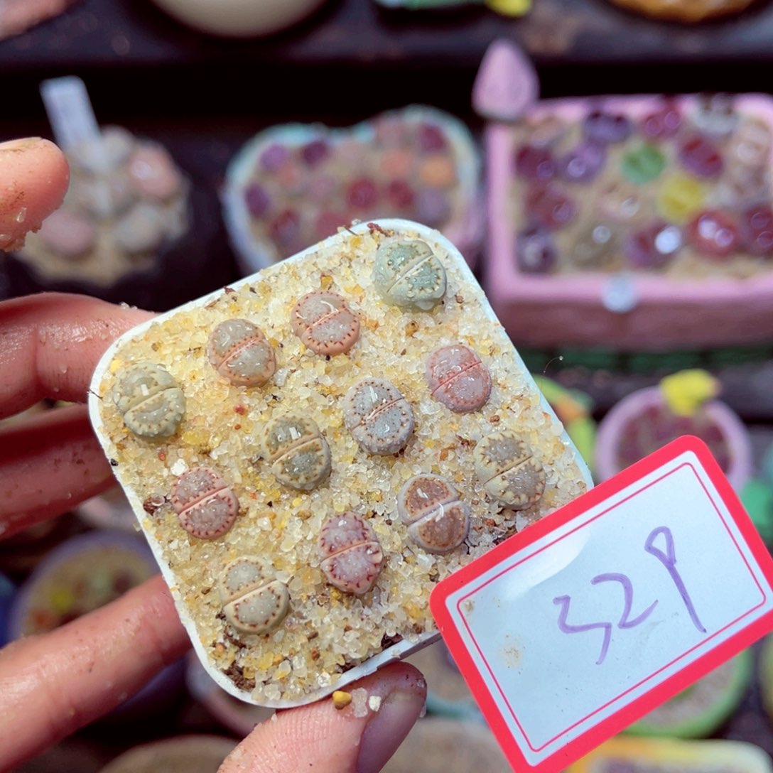 329生石花带盆发1