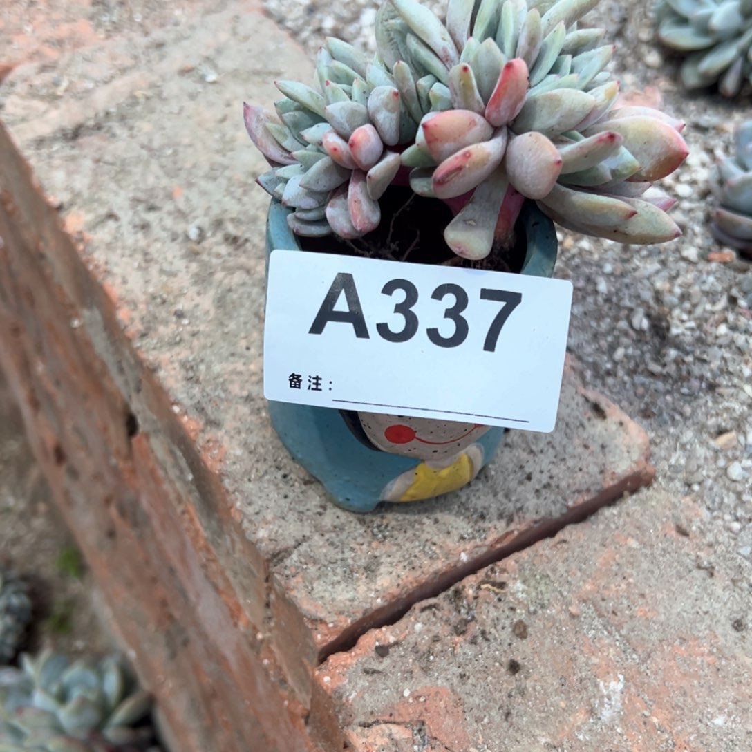 感*337 多肉多肉多肉多肉多肉