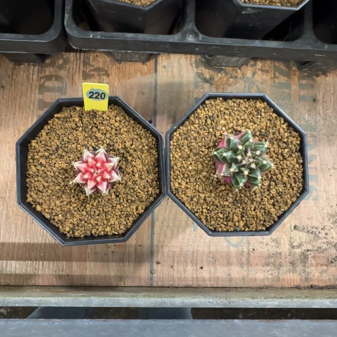 我***了被爱➕泡泡糖两个侧芽