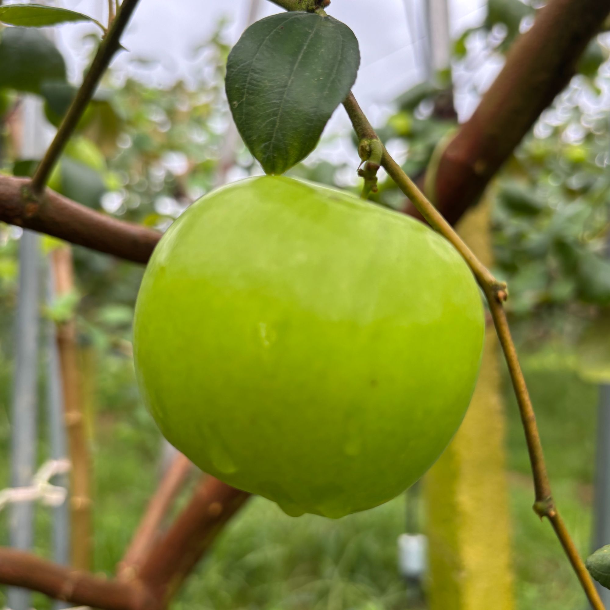 傣家贡枣！苹果枣！酥脆香甜！多汁！