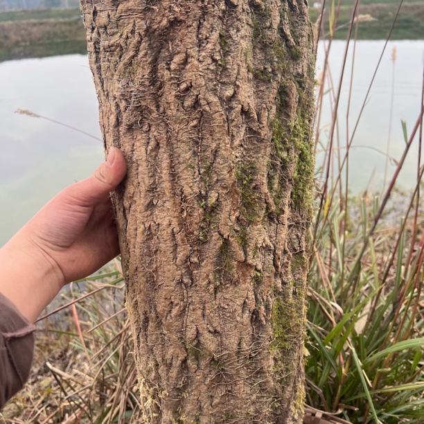 下山货野外生长杜仲