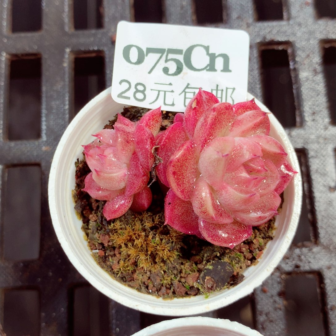 5厘米盆精控多肉075