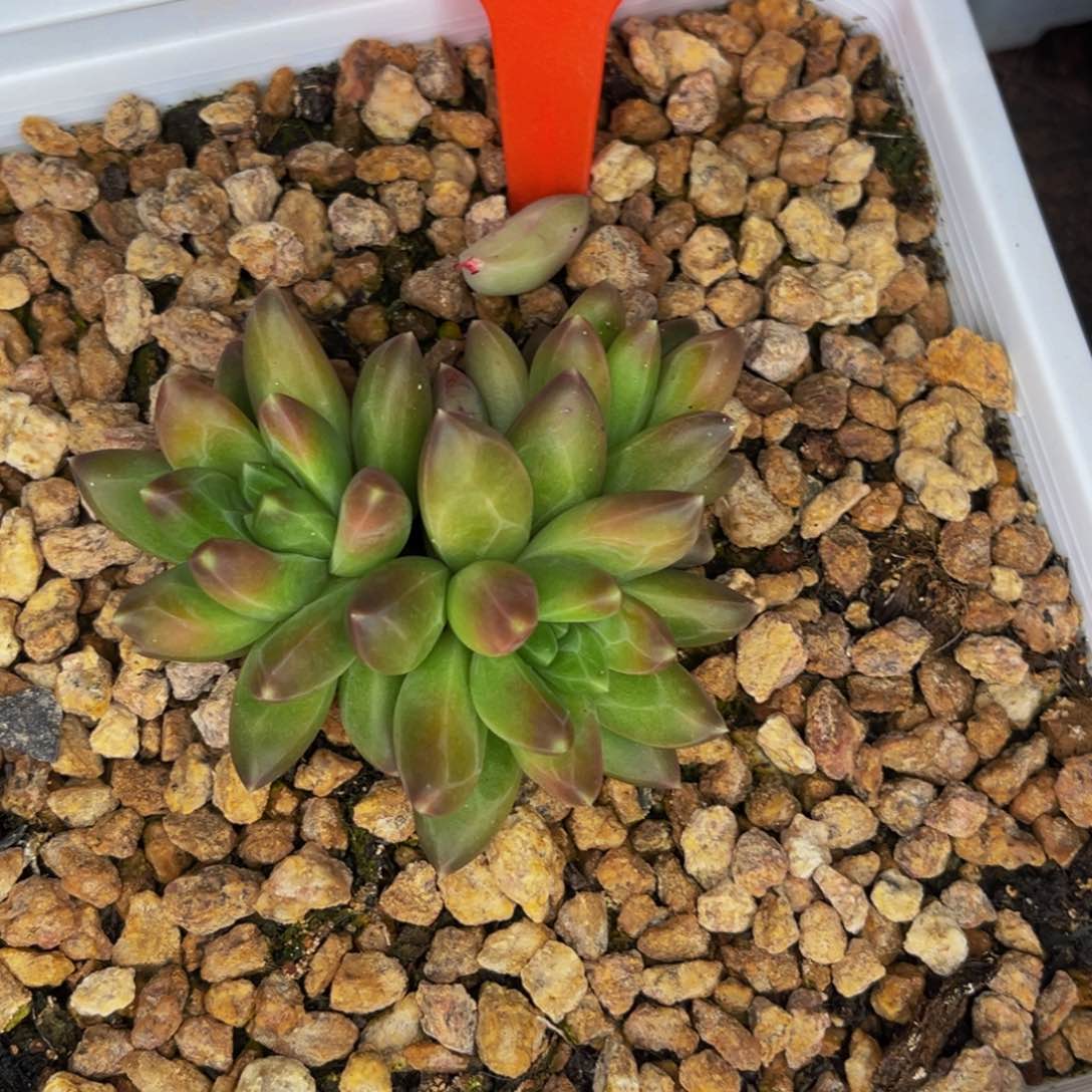 2436号晚上多肉植物群生