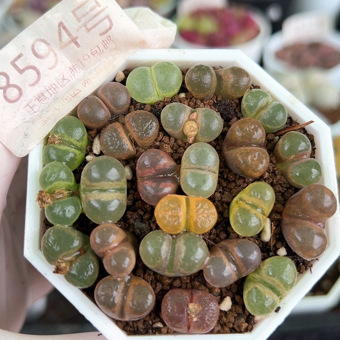 好养易活生石花大母本8594