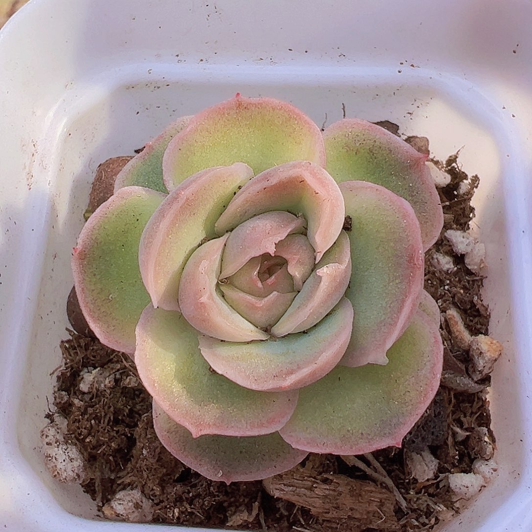 水晶虾饺19包邮多肉植物