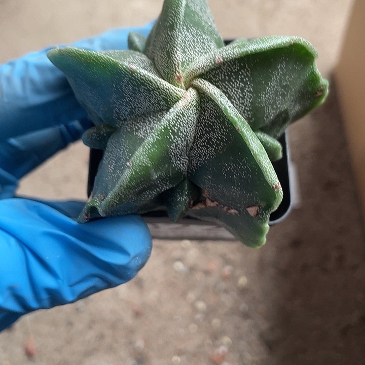 当前无花栽培后可以开花022仙人球开花植物