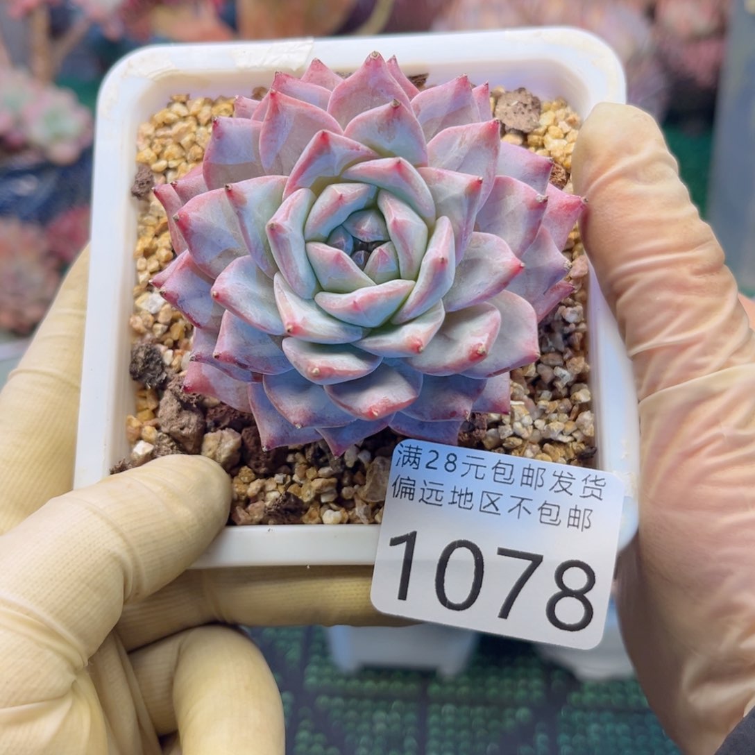 大1078:）sv xv cv