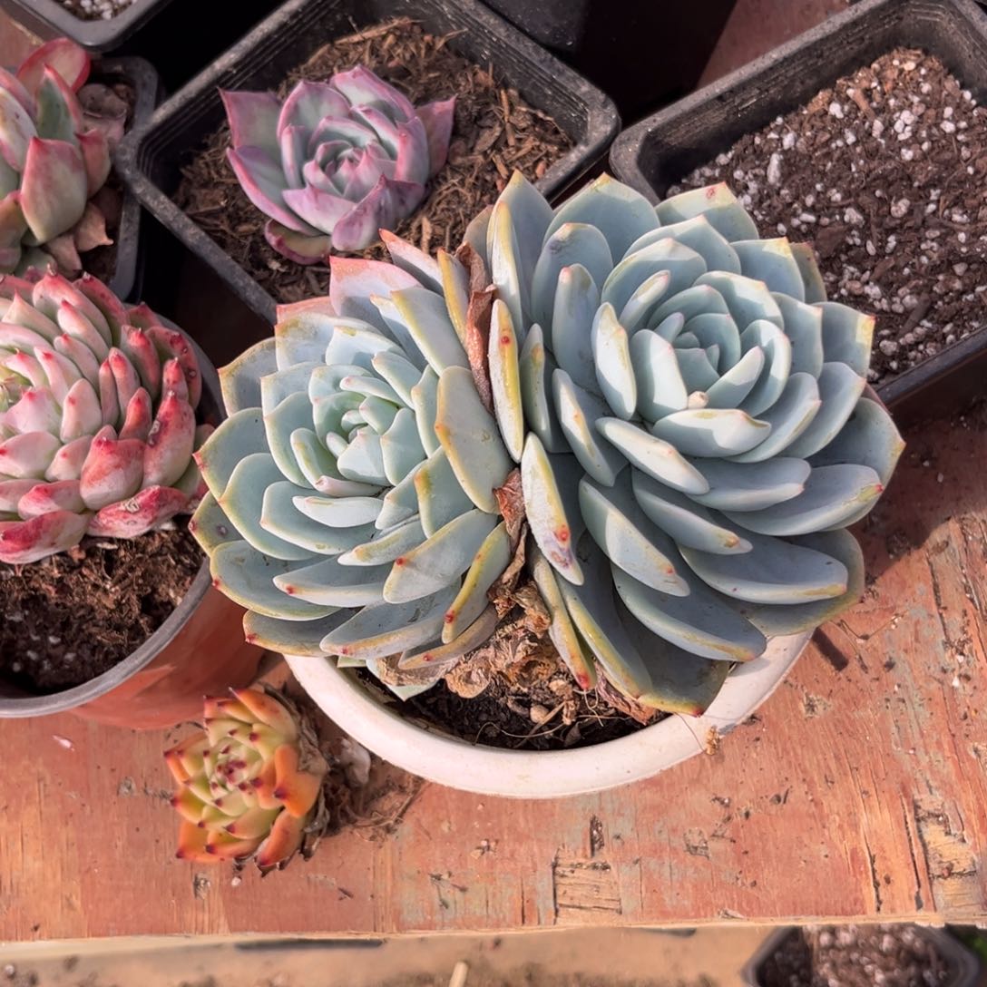 凤橙多肉植物栽培