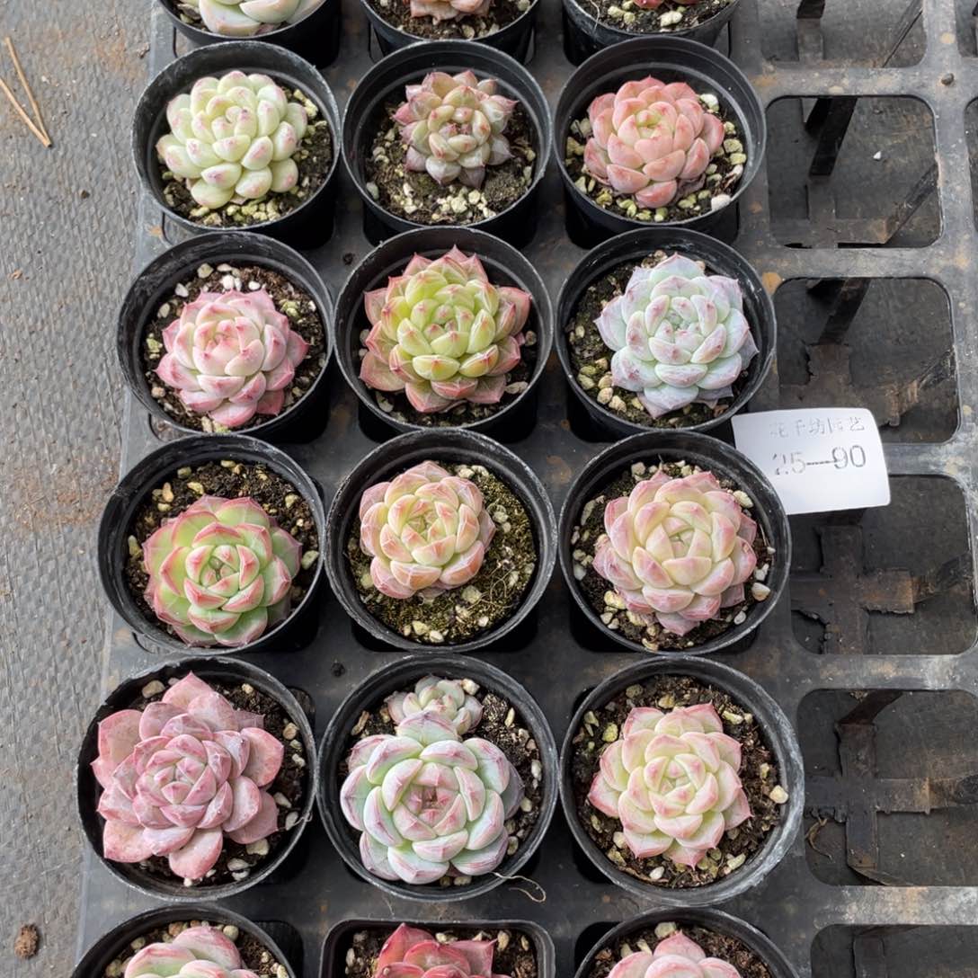 一物一拍18颗25-90