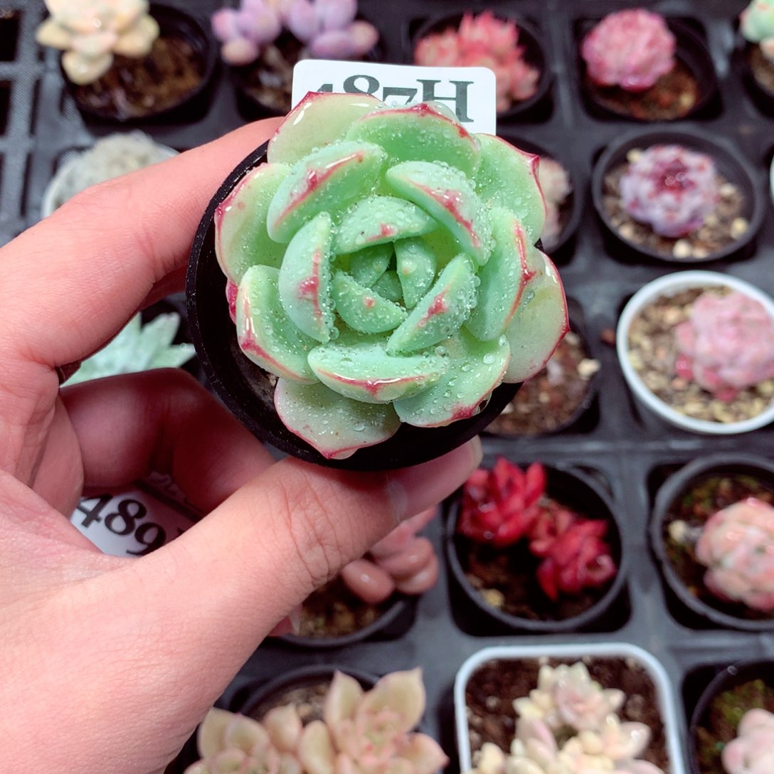 5厘米盆精控多肉487