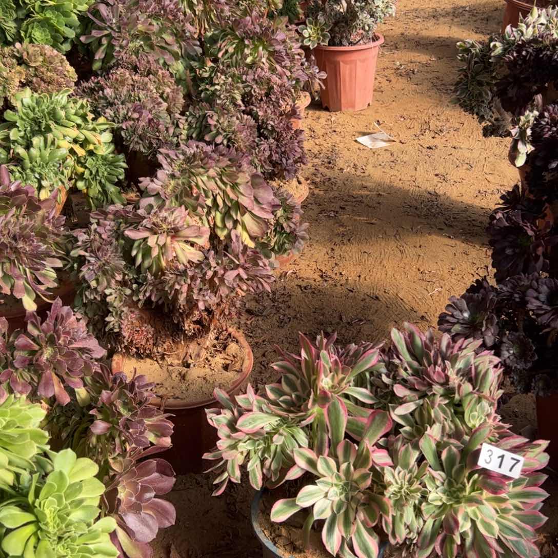 女神缀317官府33