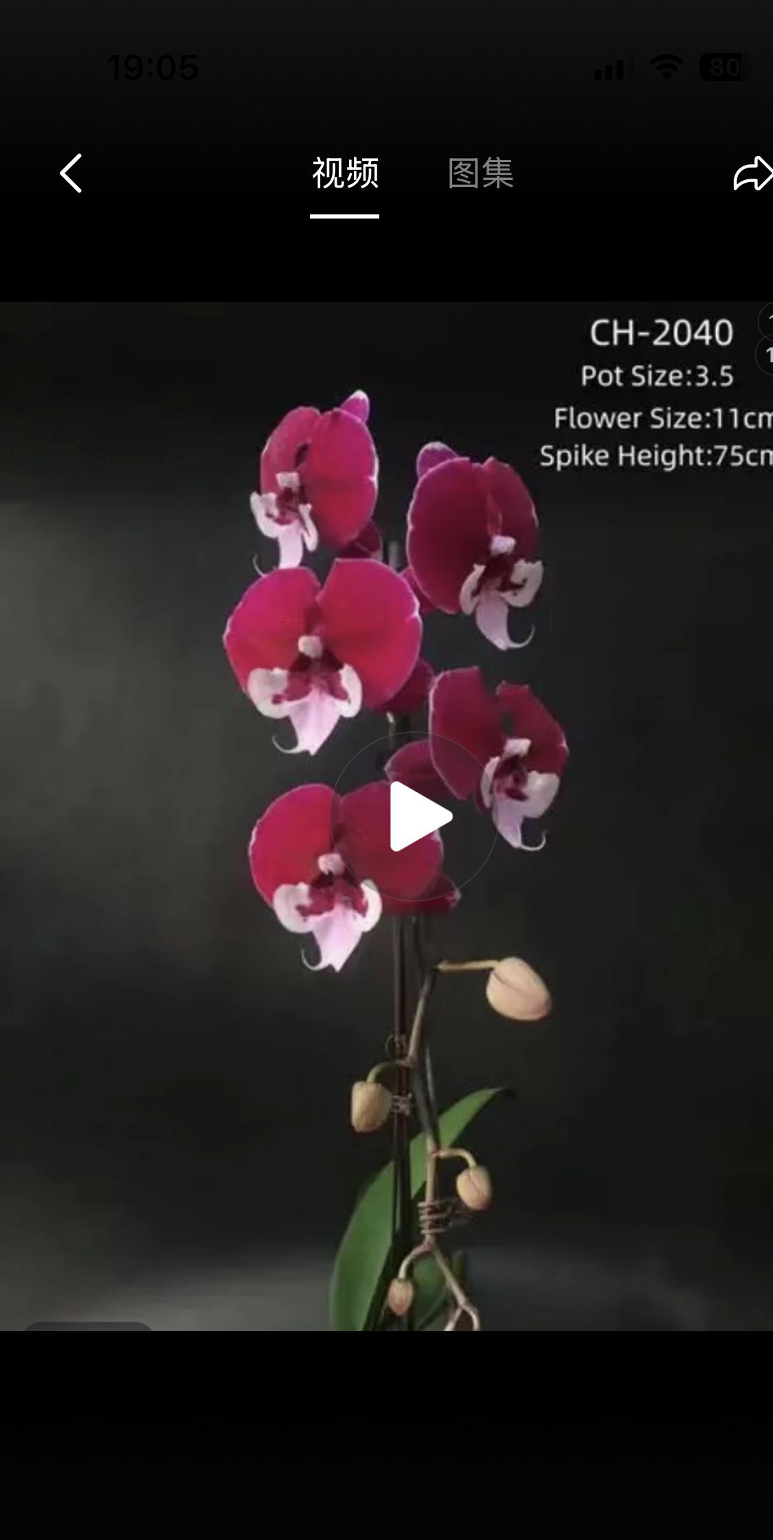 宾利蝴蝶兰3.5加高成熟苗不带花成熟苗