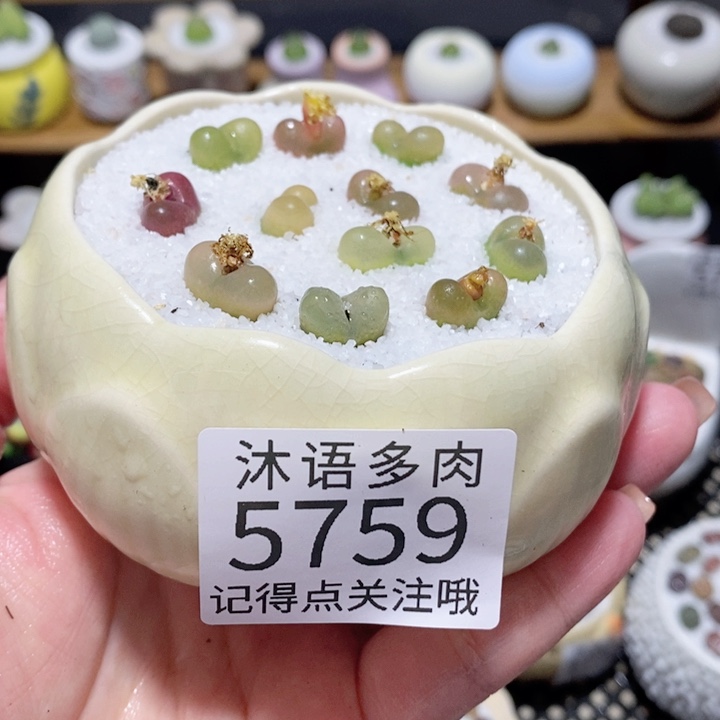 带盆土植物 一物一拍5759