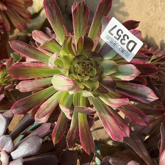 莲*多肉植物一个