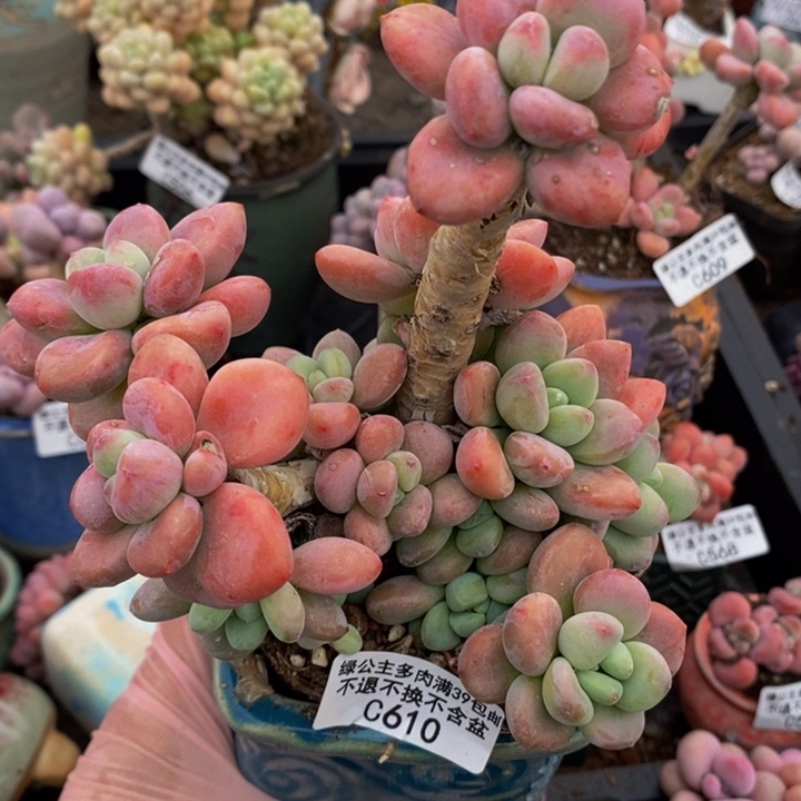 樱花洛神老桩610多肉植物