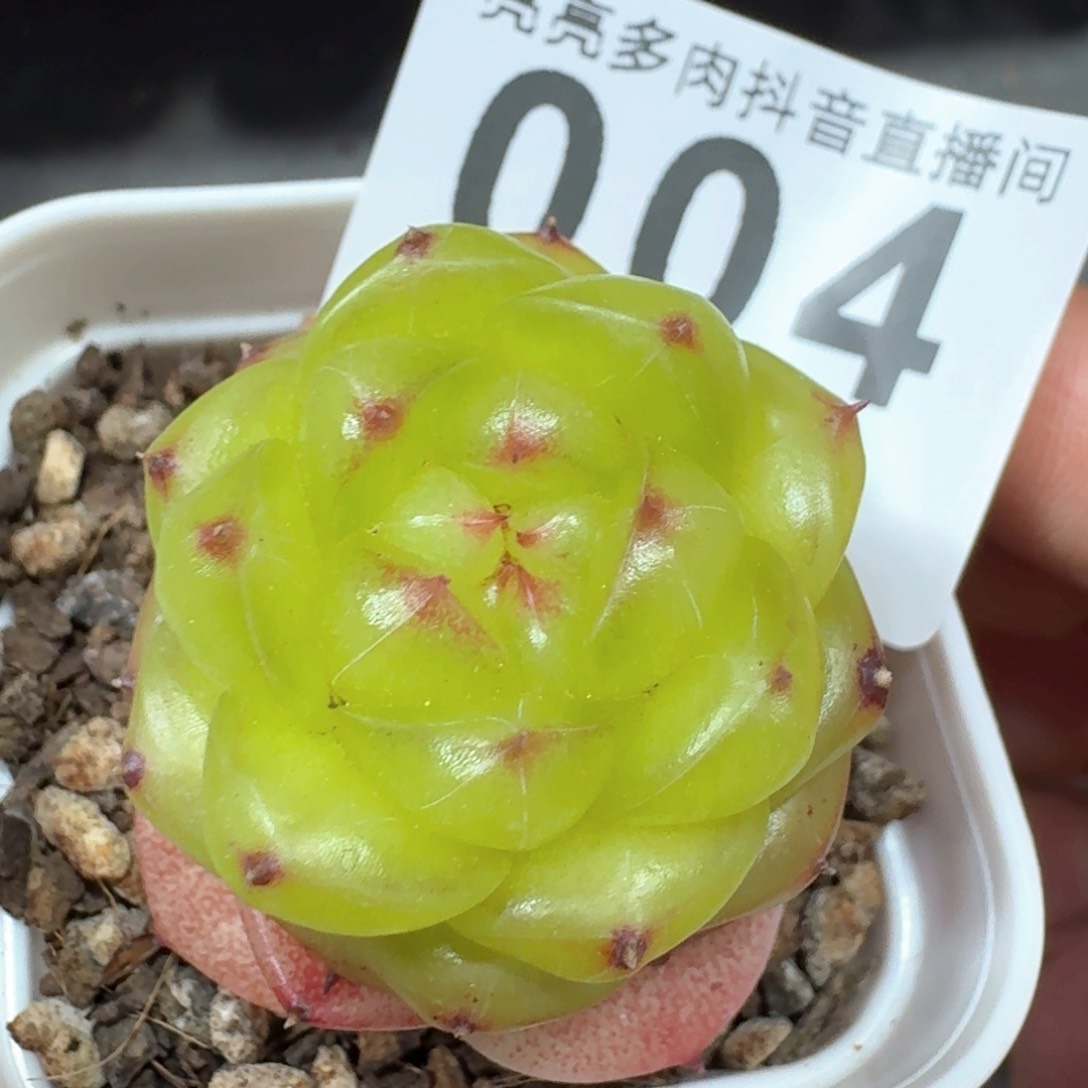 无双珍妮         多肉植物