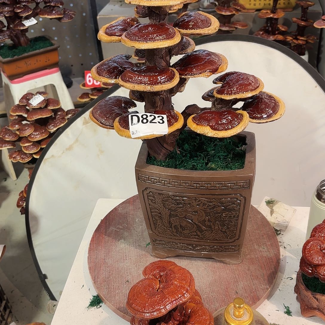 无花朵灵芝98888888888888888