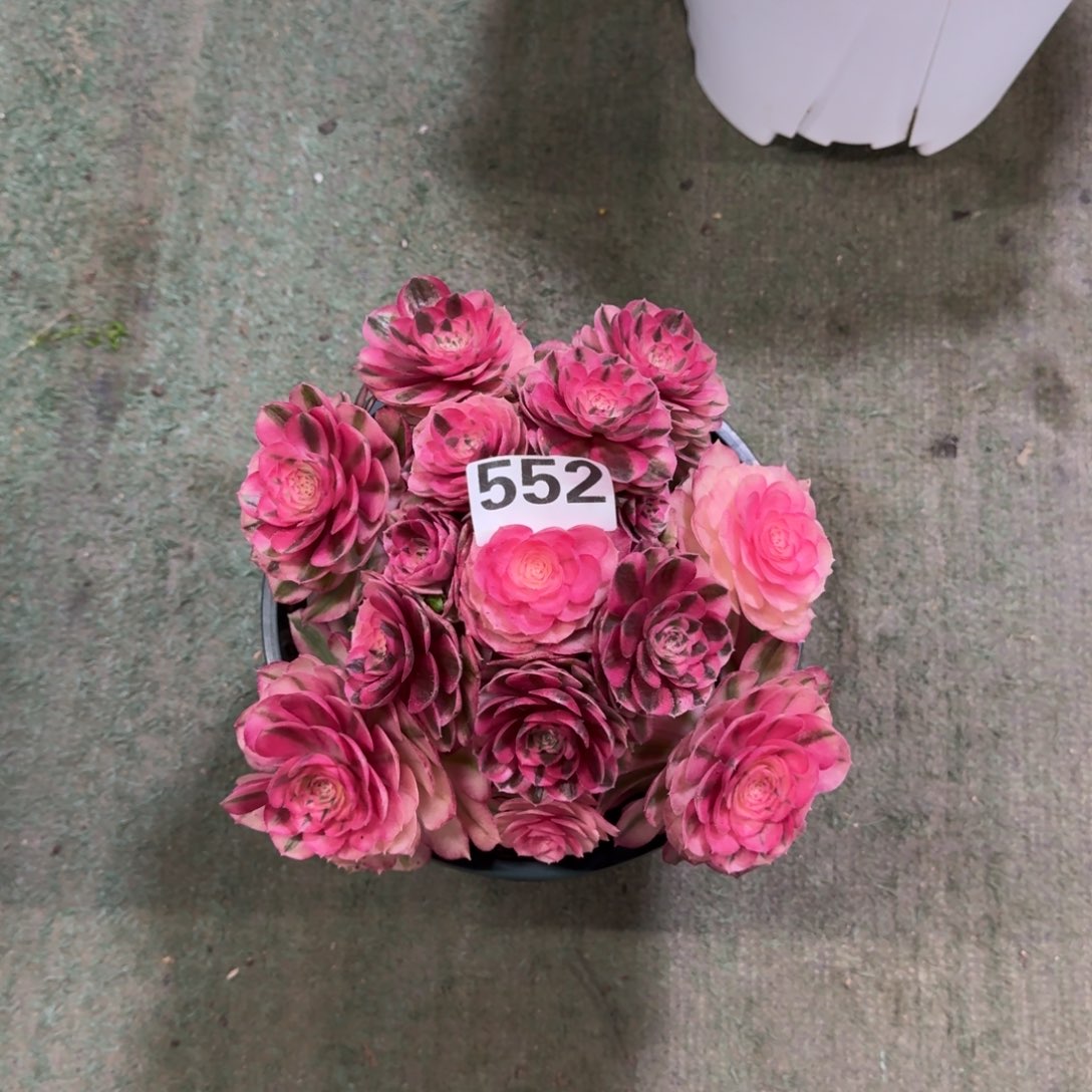 552！倾城法师多肉植物