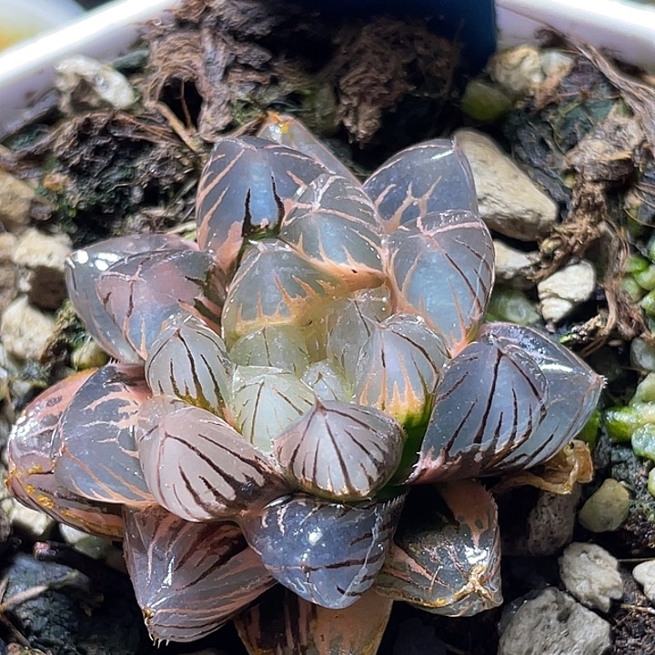 560霓虹灯锦福利一物