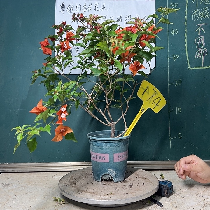 完全开放 热火桑巴 174