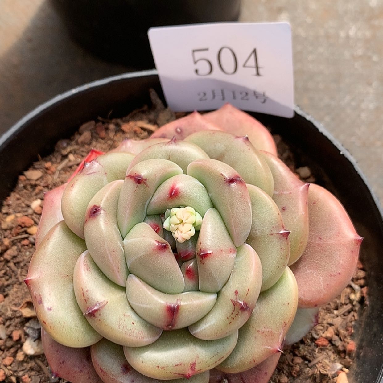 【闪购商品】云504