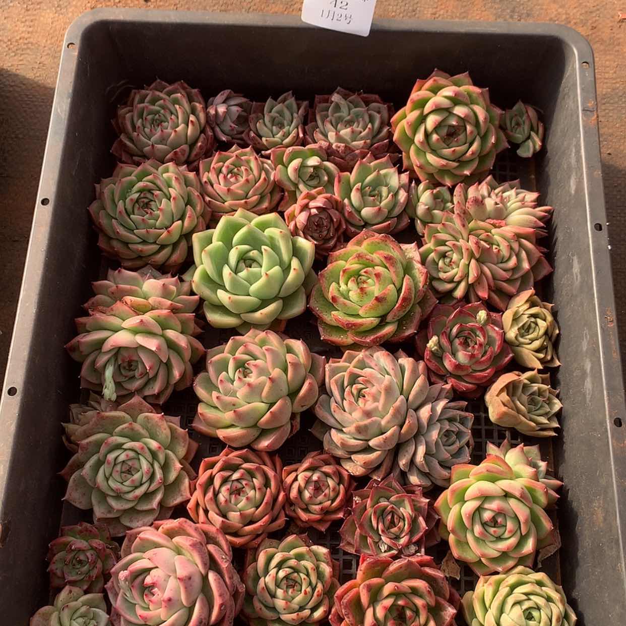 【闪购商品】云42号一筐