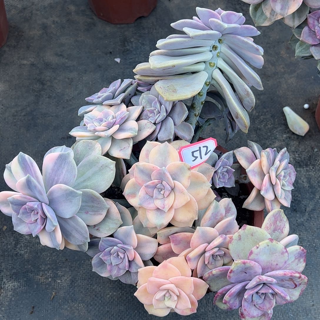 512号紫乐锦，一物一