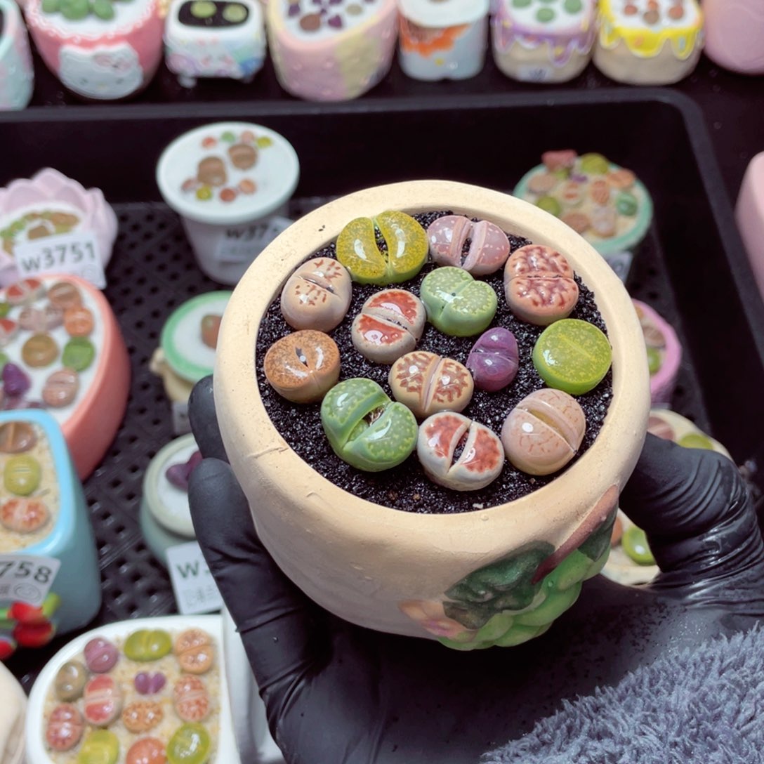 w3761--带盆土发货，零下地区拍保温箱