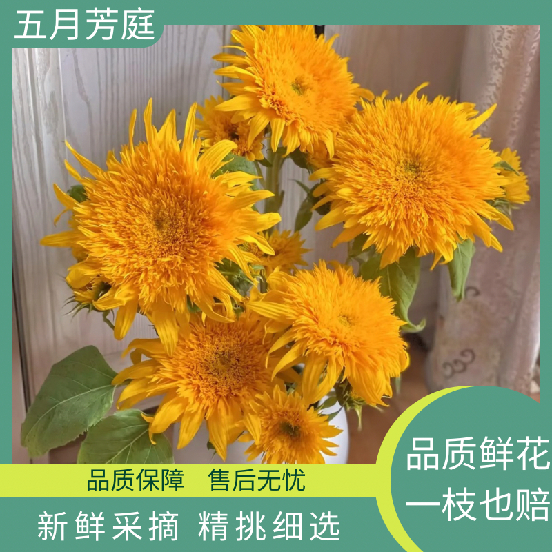 泰迪【向日葵】鲜花#家庭插花#云南基地直发全场2单鲜花顺丰包邮