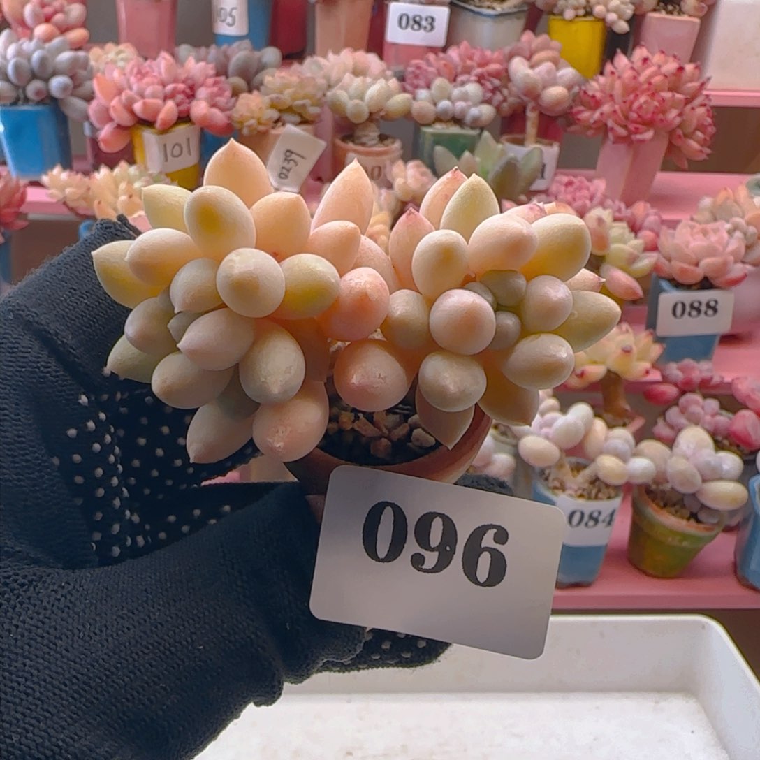 雪彼奶096 ，带盆土发货，满38包邮非偏远。