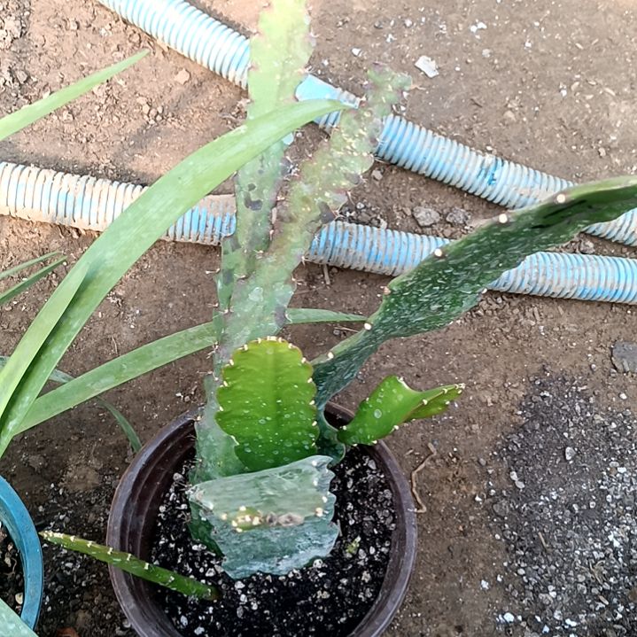 ?****?令箭何花东北小粉